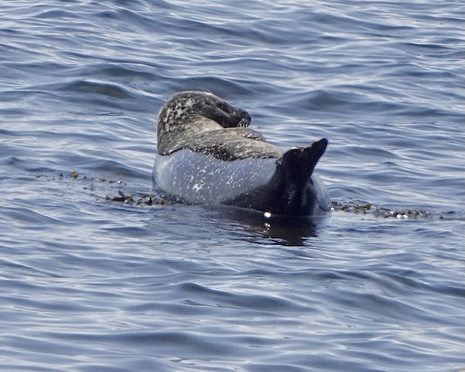 seal